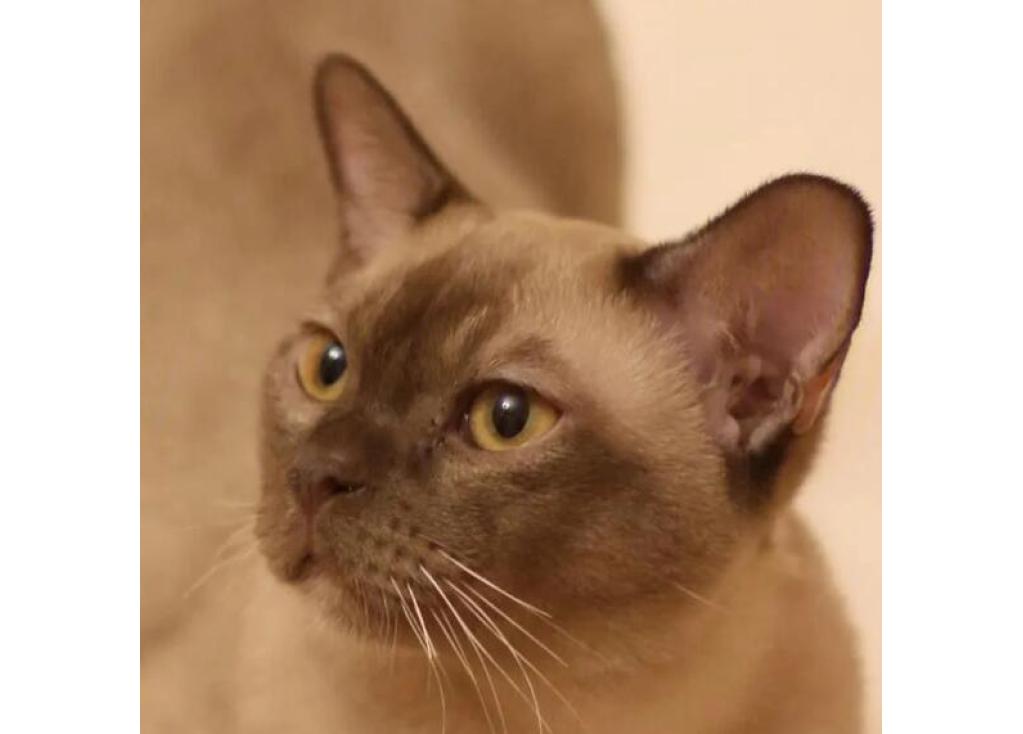 You Want To Know About Burmese Cat Information